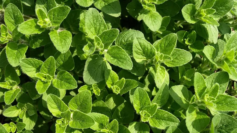 Aceite de orégano propiedades y beneficios naturales