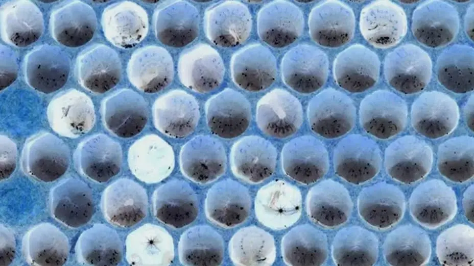 Larvas de Zánganos y Leche de Zángano: Propiedades y Beneficios